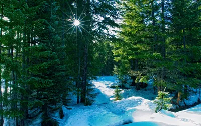 зимний пейзаж в солнечный день, зимние картинки обои, снег, зима фон  картинки и Фото для бесплатной загрузки