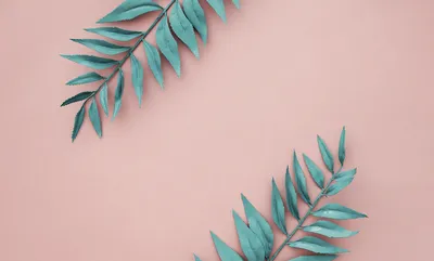 Обои для рабочего стола листья на розовом фоне | Cute desktop wallpaper,  Wallpaper notebook, Pink background
