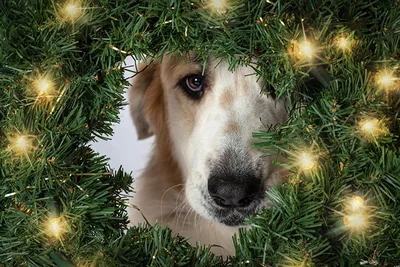 Собака в новогоднем наряде у подарков, качественные новогодние обои для рабочего  стола, картинки, фото 1920x1200
