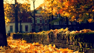 Осень опустилась на улицы города, окрасив листу в желтые и оранжевые тона -  обои на рабочий стол