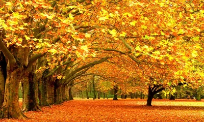 Осенняя тропа с опавшими листьями - обои на рабочий стол