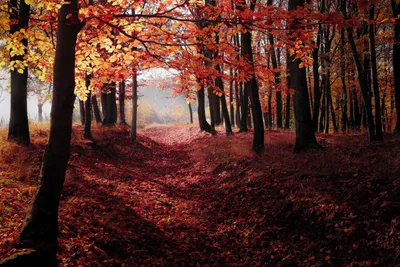 Картинки ранняя осень, фото природа осени, скачать обои 1680x1050