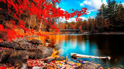 Обои осень, природа, река, мост, деревья картинки на рабочий стол скачать  бесплатно | Nature backgrounds, Hd nature wallpapers, Nature desktop