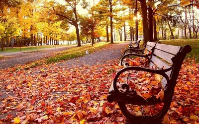 Обои на рабочий стол Осень в парке, скмейка усыпана опавшими листьями, обои  для рабочего стола, скачать обои, обои бесплатно