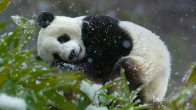 Обои панда, лежит, снег на рабочий стол