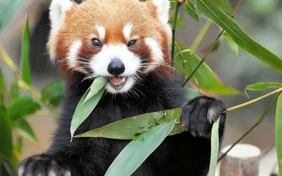 Люблю красных панд, моя подборка обоев | Пикабу
