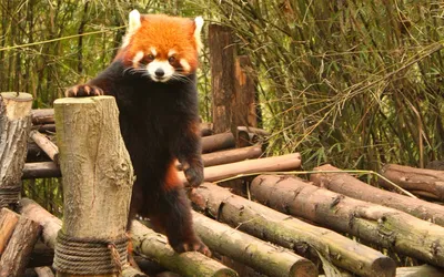 Красная панда скачать фото обои для рабочего стола