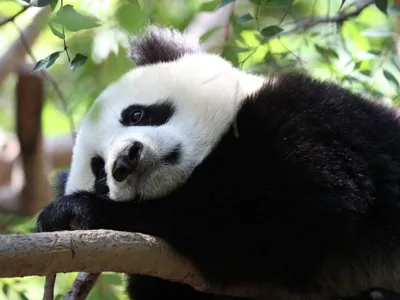 Спящая панда | Обои для рабочего стола