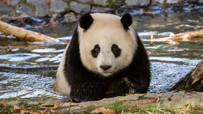 Обои панда, животное, дикая природа картинки на рабочий стол, фото скачать  бесплатно