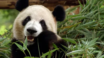 Пушистая панда ест бамбук - обои на рабочий стол