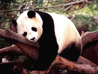 Большая панда спит на дереве - Медведи - Животные - Картинки на рабочий стол