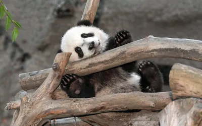 Привет , я Панда с зоопарка - обои на рабочий стол