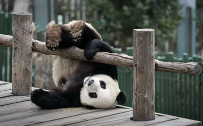 Прикольное фото панды - Животные - Обои на рабочий стол - Галерейка