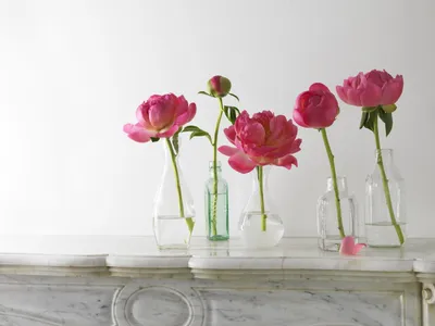 Картинки на рабочий стол красивые розы большие на весь экран бесплатно (35  фото) • Прикольные картинки и юмор | Редкие цветы, Красивые розы, Розы