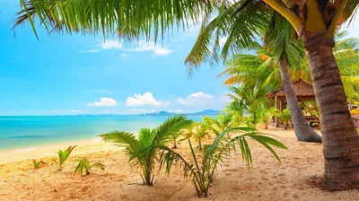 Пляж, небо, море и пальмы, романтика - обои на рабочий стол