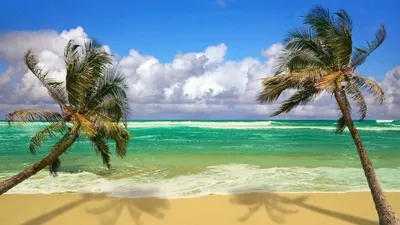Обои море, пляж, пальмы, лето, тропики картинки на рабочий стол, фото  скачать бесплатно
