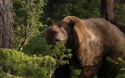 Природа России - обои на рабочий стол, картинка 1920x1200 (Широкоформатные)  | Бурый медведь, Пещерный медведь, Животные