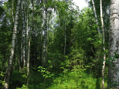 Обои русский лес Природа Лес, обои для рабочего стола, фотографии русский,  лес, природа, россия, лето, деревья Обои для рабочего стола, скачать обои  картинки заставки на рабочий стол.