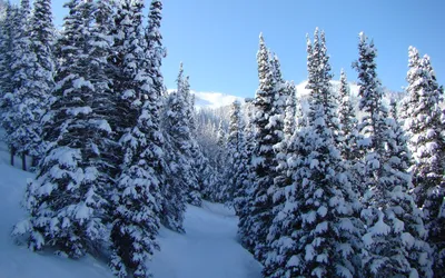 Обои деревья, снег, природа, зима, фото для рабочего стола #14918