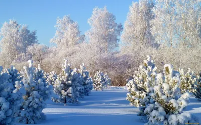 Природа зима обои для рабочего стола