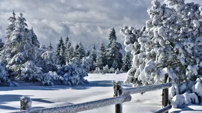 Обои природа, лес, снег, зима на рабочий стол