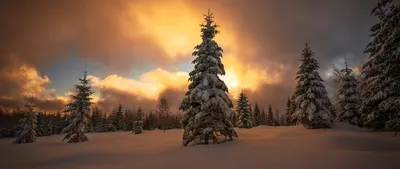 Красивая природа зимой, сквозь ветви деревьев пробиваются лучи солнца -  обои на рабочий стол