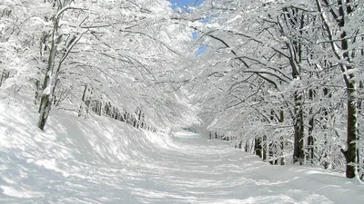Обои снег, зима, дерево, мороз, природа - картинка на рабочий стол и фото  бесплатно