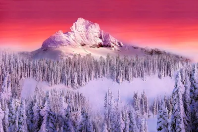 Обои дерево, снег, кусты, небо, природа, зима картинки на рабочий стол,  фото скачать бесплатно