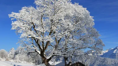 Горы, Природа, Зима - обои на рабочий стол | Скачать ТОП Бесплатно обои