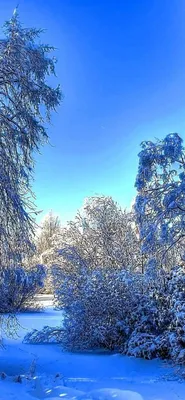 Обои зима, растение, жидкий, синий, дерево на телефон Android, 1080x1920  картинки и фото бесплатно