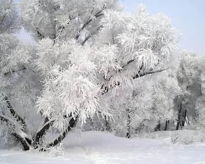 Зима, Природа, Снег - обои на телефон | ТОП Бесплатные Скачать фото