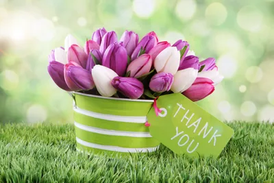 Картинки на рабочий стол тюльпаны весна фотографии