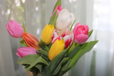 Обои Цветы Тюльпаны, обои для рабочего стола, фотографии цветы, тюльпаны,  весна Обои для рабочего стола, скачать обои картинки заставки на рабочий  стол.