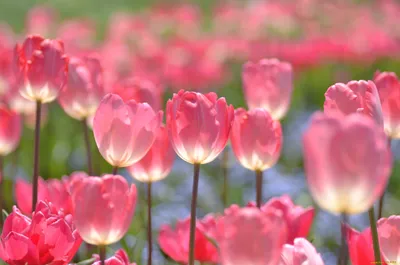 Обои Цветы Тюльпаны, обои для рабочего стола, фотографии цветы, тюльпаны,  весна, настроение, розовый Обои для рабочего стола, скачать обои картинки  заставки на рабочий стол.