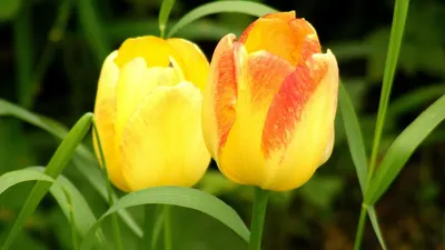 Обои тюльпаны, цветы, желтые, два, трава, весна картинки на рабочий стол,  фото скачать бесплатно