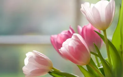 Красивые обои на рабочий стол тюльпаны - 70 фото