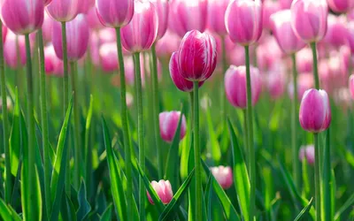 Обои на рабочий стол весна тюльпаны » Прикольные картинки: скачать  бесплатно на рабочий стол