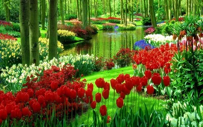 Обои на рабочий стол Красочные тюльпаны в парке у воды весной, обои для рабочего  стола, скачать обои, обои бесплатно