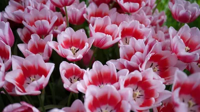 Обои на рабочий стол Цветущие красные и белые тюльпаны весной, обои для рабочего  стола, скачать обои, обои бесплатно