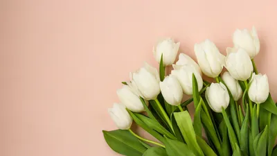 Обои тюльпаны, весна на рабочий стол