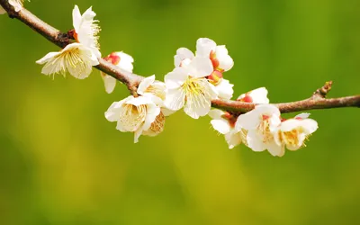 Обои на рабочий стол Весна, цветение японской вишни, обои для рабочего стола,  скачать обои, обои бесплатно
