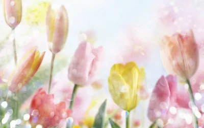 Весна, цветы, горы, вид, туман обои для рабочего стола, картинки, фото,  1920x1200.