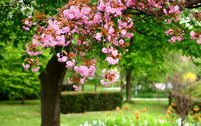 Картинки весна, вишня, цветение, красиво - обои 1440x900, картинка №165781