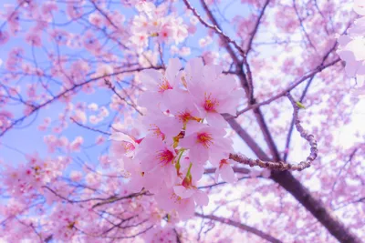 Цветущее дерево весной обои для рабочего стола, картинки и фото -  RabStol.net