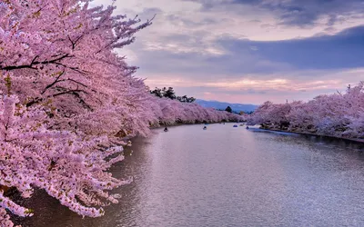 Скачать обои и картинки сакура, цветы, ветка, листья, весна, цветение,  макро, розовый для рабочего стола в разрешении 1440x900