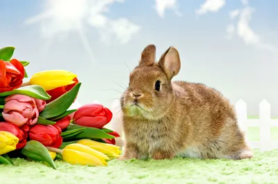 Скачать обои и картинки кролик, пушистик, букет, тюльпаны, цветы, весна, 8  марта для рабочего стола в разрешении 5828x3879