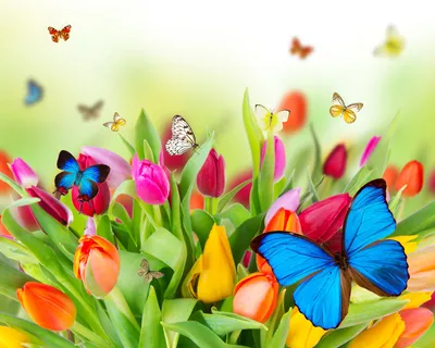 Картинки Бабочки лист Тюльпаны цветок 5184x4147