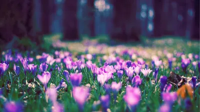 Обои весна, 8 марта, подснежники, красота, природа, цветы на рабочий стол