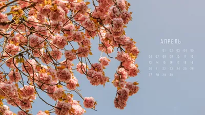 Обои + календарь: апрель