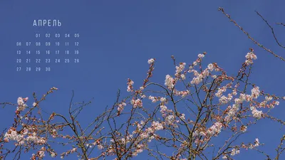 Обои + календарь: апрель